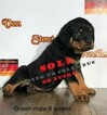 Small Photo #3 Rottweiler Puppy For Sale in WADSWORTH, OH, USA