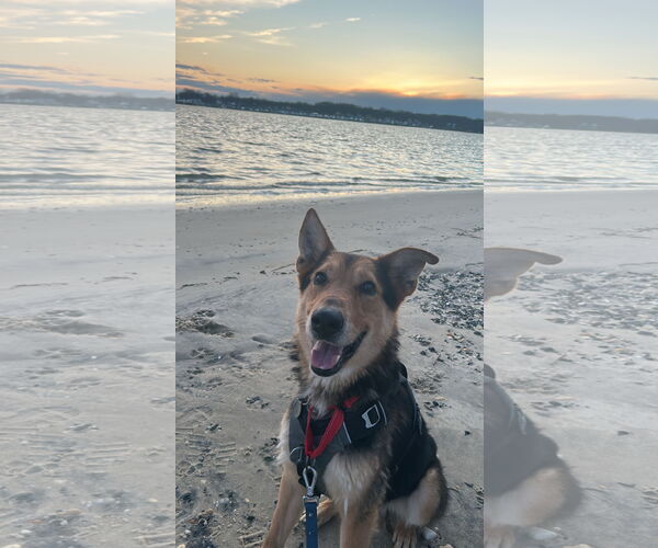 Medium Photo #2 German Shepherd Dog-Unknown Mix Puppy For Sale in Oakhurst, NJ, USA