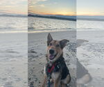 Small #1 German Shepherd Dog Mix