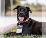 Small #15 Boxer Mix