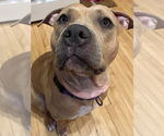 Small #1 American Pit Bull Terrier