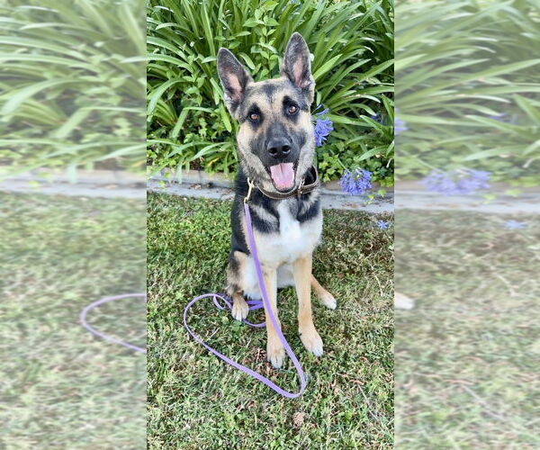 Medium Photo #5 German Shepherd Dog-Unknown Mix Puppy For Sale in West Sacramento, CA, USA