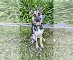 Small #4 German Shepherd Dog Mix