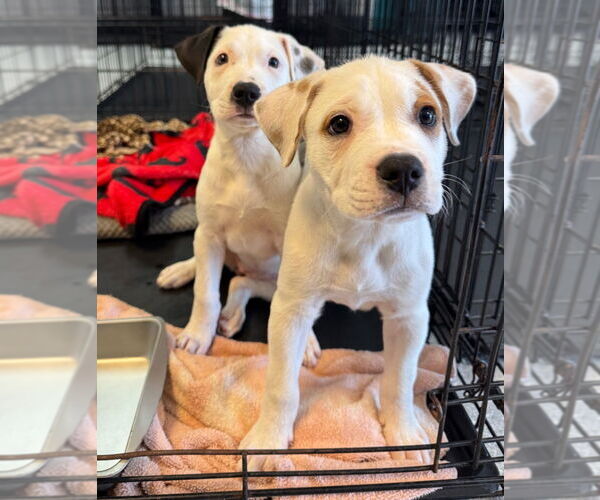 Medium Photo #4 Bulloxer Puppy For Sale in Claremore, OK, USA
