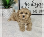 Small #1 Cavapoo (Miniature)