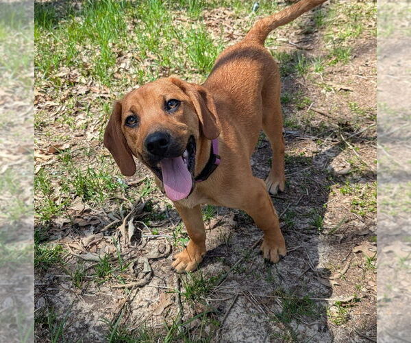 Medium Photo #9 Mutt Puppy For Sale in Vail, AZ, USA