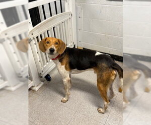 Buck - Male Mutt Dog for Adoption - Photo #3