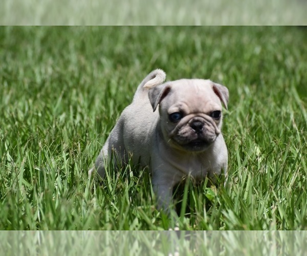 Medium Photo #5 Pug Puppy For Sale in PALM COAST, FL, USA