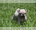 Small #4 Pug