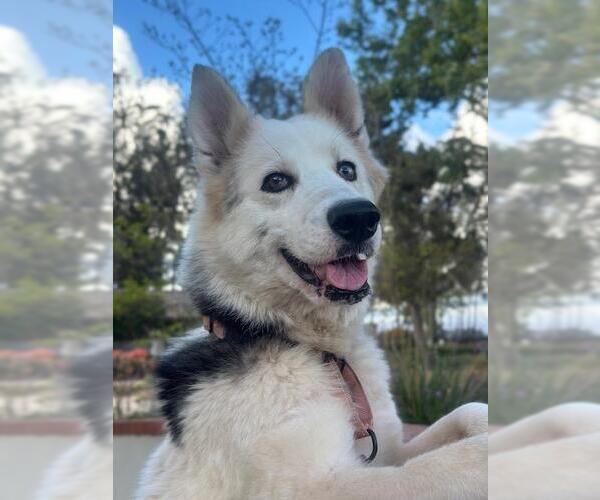 Medium Photo #2 Siberian Husky Puppy For Sale in Santa Maria, CA, USA