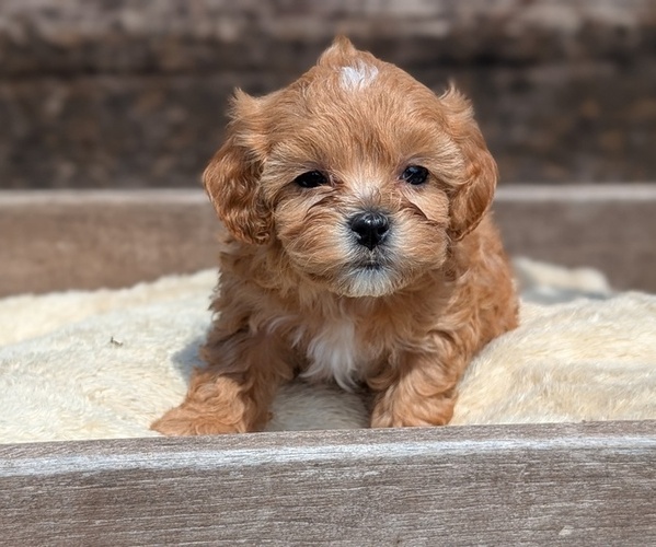 Medium Photo #64 Cavapoo (Miniature) Puppy For Sale in GOSHEN, IN, USA