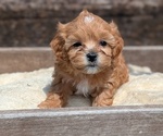 Small Photo #64 Cavapoo (Miniature) Puppy For Sale in GOSHEN, IN, USA