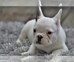 Small Photo #3 French Bulldog Puppy For Sale in LINDEN, TN, USA