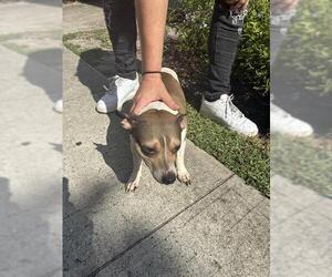 Chihuahua-Unknown Mix Dogs for adoption in Palmetto, FL, USA