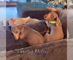 Small #6 Dachshund
