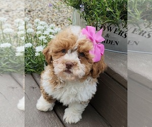 ShihPoo Puppy for sale in INDIANAPOLIS, IN, USA