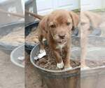 Small Labrador Retriever Mix