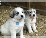 Small #3 Great Pyrenees