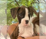 Puppy Male 2 Boxer