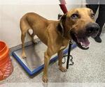 Small Redbone Coonhound