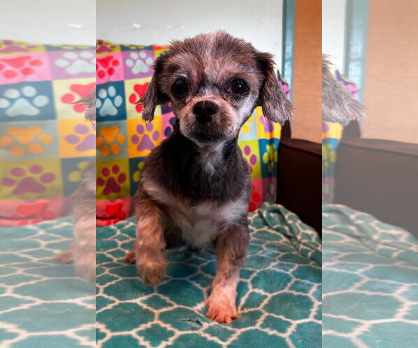 Medium Photo #7 Shih Tzu Puppy For Sale in Pacolet, SC, USA