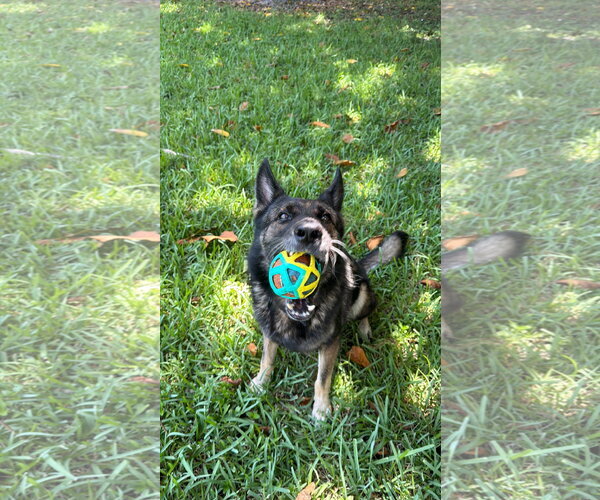 Medium Photo #3 German Shepherd Dog Puppy For Sale in Plantation, FL, USA