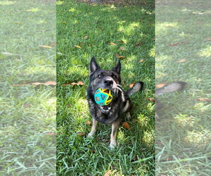 Dino 3181 - Male German Shepherd Dog Dog for Adoption - Photo #3