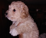 Small Photo #7 Maltipoo Puppy For Sale in VALLEJO, CA, USA