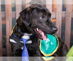 Small #7 Labrador Retriever Mix