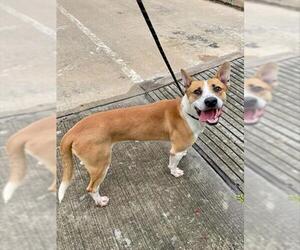 American Pit Bull Terrier-Labrador Retriever Mix Dogs for adoption in Pasadena, TX, USA