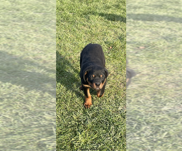 Full screen Photo #2 Rottweiler Puppy For Sale in ELLENVILLE, NY, USA