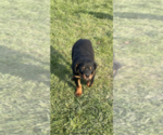 Small #1 Rottweiler