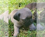 Small Photo #2 Pug Puppy For Sale in HILLSDALE, MI, USA