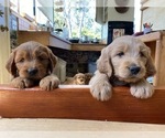 Small Photo #2 Goldendoodle Puppy For Sale in CASTRO VALLEY, CA, USA