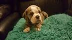 Small Photo #1 Olde English Bulldogge Puppy For Sale in URBANA, IN, USA