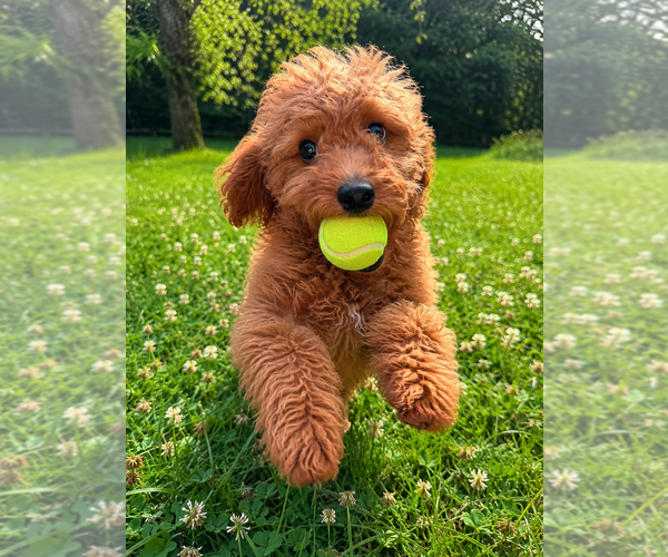 Medium Photo #12 Goldendoodle mix (+ Poodle Miniature) Puppy For Sale in DURHAM, CT, USA
