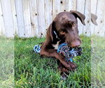 Small #3 Labrador Retriever Mix