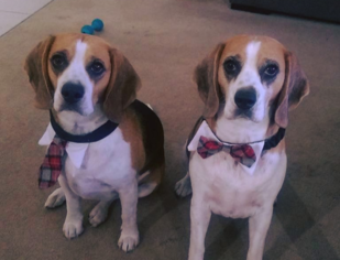 Beagle Dogs for adoption in BELLEVUE, WA, USA