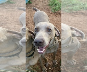 Father of the Weimaraner puppies born on 06/07/2022