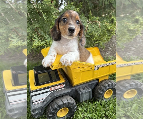 Medium Photo #2 Dachshund Puppy For Sale in MIDDLEBURY, IN, USA