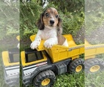 Small #1 Dachshund