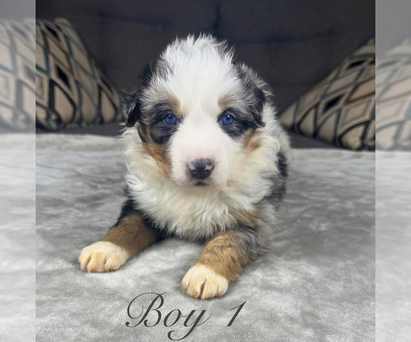 Medium Photo #6 Australian Shepherd Puppy For Sale in SALISBURY, NC, USA