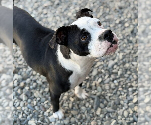 Medium Photo #1 English Boston Bulldog Puppy For Sale in Santa Cruz, CA, USA