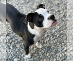Small English Boston Bulldog