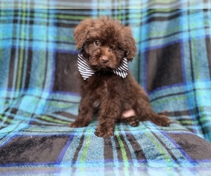ShihPoo Puppy for Sale in LAKELAND, Florida USA