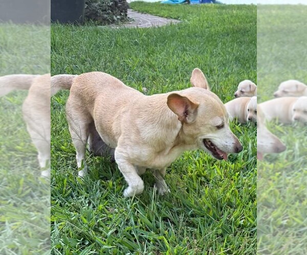 Medium Photo #12 Chihuahua-Unknown Mix Puppy For Sale in New York, NY, USA