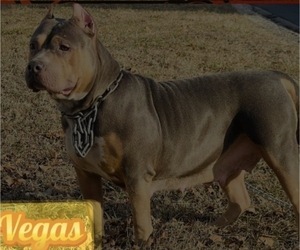 Mother of the American Pit Bull Terrier puppies born on 07/31/2026