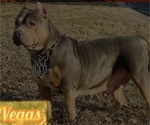Small Photo #1 American Pit Bull Terrier Puppy For Sale in TRENTON, NJ, USA