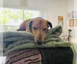 Small #2 Dachshund