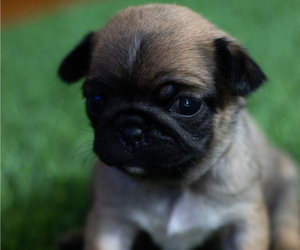 Pug Puppy for sale in OAKDALE, CT, USA